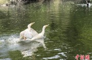 三口齐进吉林：罕见白鸬鹚连续两年“故地重游”