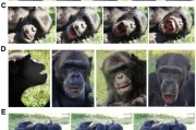 三口齐进国际最新研究：机器人“打哈欠” 黑猩猩被传染